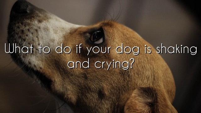 What to do if your dog is shaking and crying?