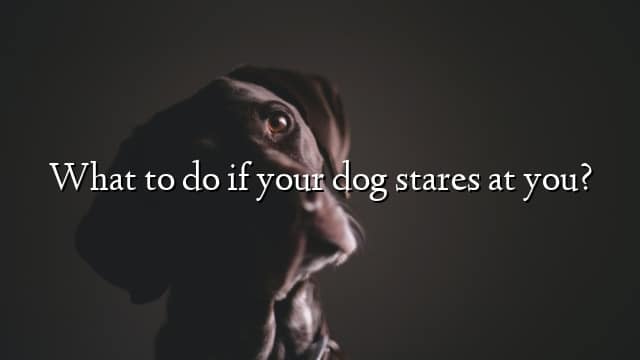What to do if your dog stares at you?