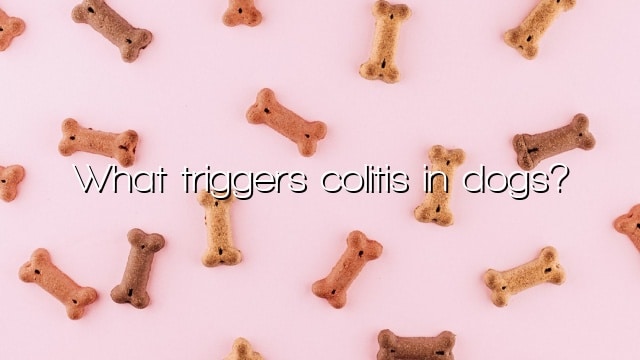 What triggers colitis in dogs?