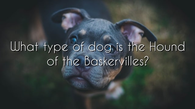 What type of dog is the Hound of the Baskervilles?