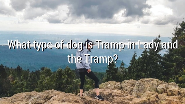 What type of dog is Tramp in Lady and the Tramp?