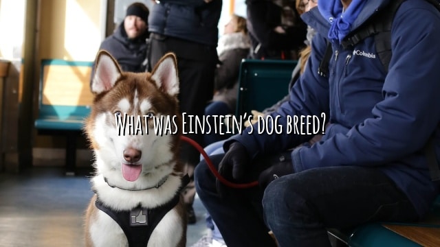 What was Einstein’s dog breed?