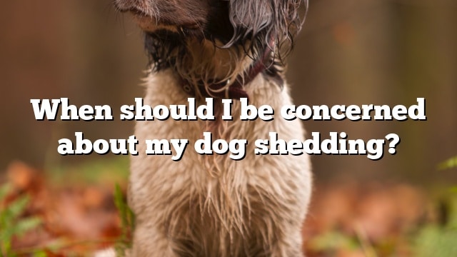 When should I be concerned about my dog shedding?