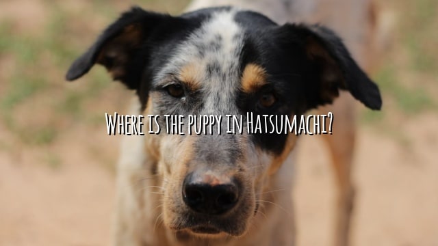 Where is the puppy in Hatsumachi?