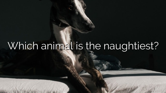 Which animal is the naughtiest?