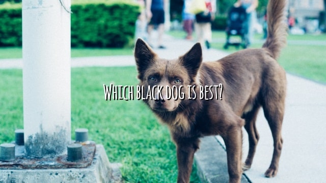 Which black dog is best?
