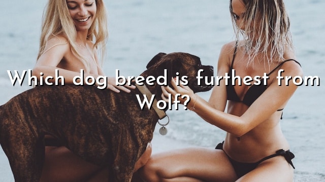 Which dog breed is furthest from Wolf?