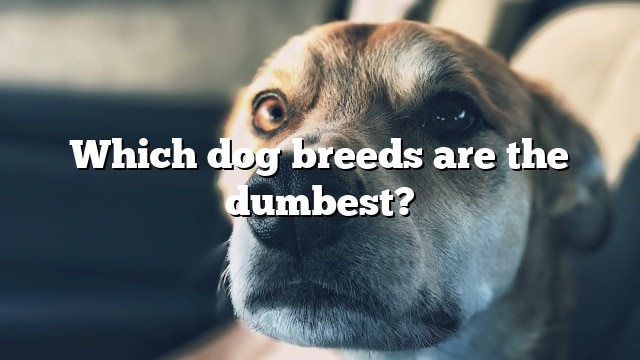 Which dog breeds are the dumbest?
