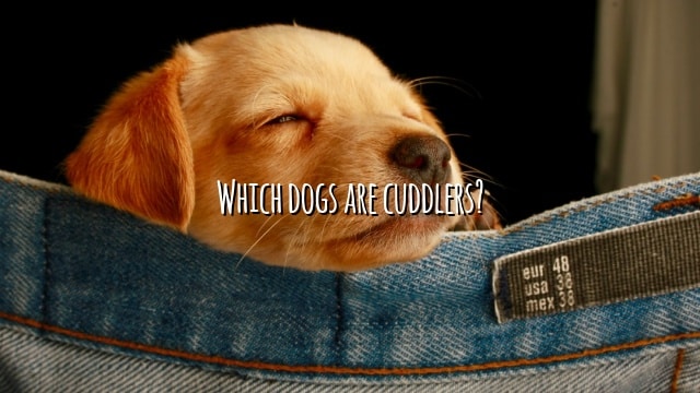 Which dogs are cuddlers?
