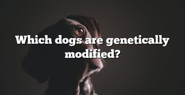 Which dogs are genetically modified?
