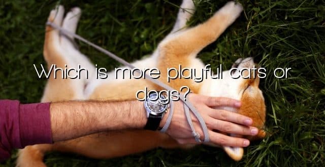 Which is more playful cats or dogs?