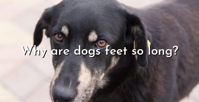 Why are dogs feet so long?