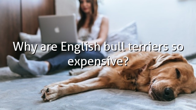 Why are English bull terriers so expensive?