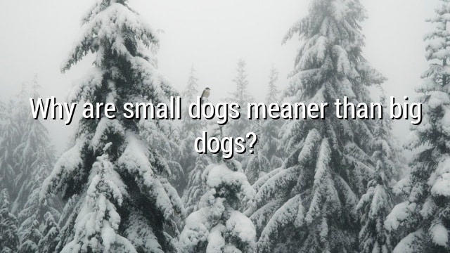 Why are small dogs meaner than big dogs?