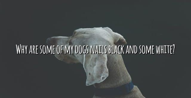Why are some of my dogs nails black and some white?