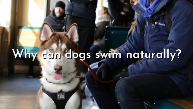 Why can dogs swim naturally?