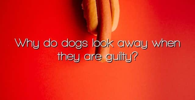 Why do dogs look away when they are guilty?
