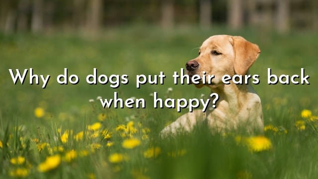 Why do dogs put their ears back when happy?