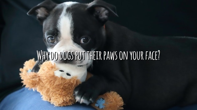 Why do dogs put their paws on your face?