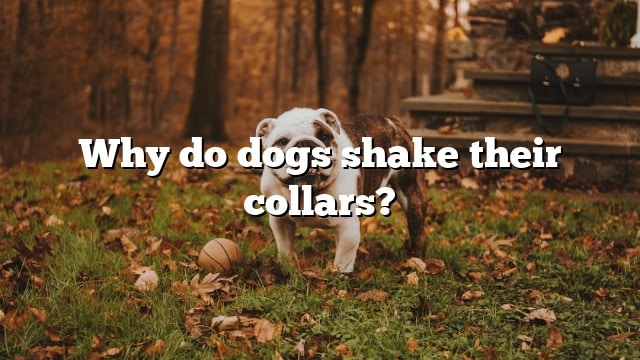 Why do dogs shake their collars?
