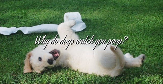 Why do dogs watch you poop?