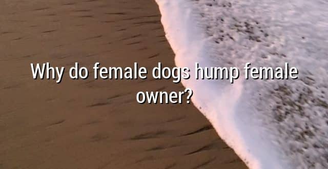Why do female dogs hump female owner?