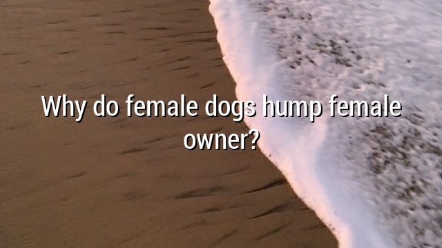 Why do female dogs hump female owner?