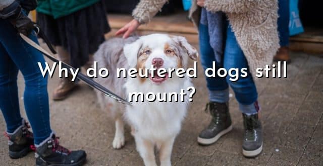 Why do neutered dogs still mount?