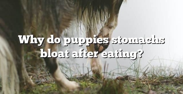 Why do puppies stomachs bloat after eating?