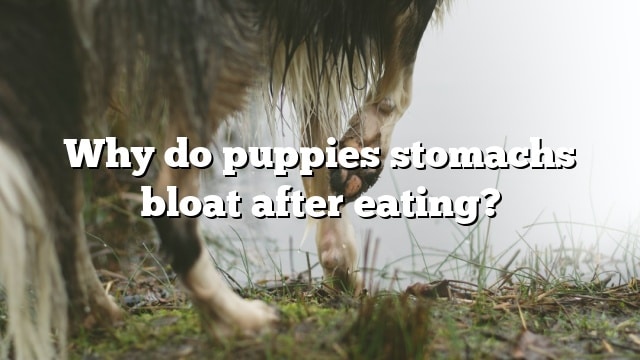 Why do puppies stomachs bloat after eating?