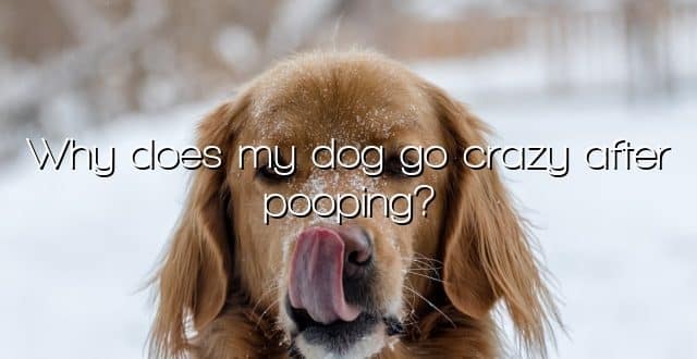 Why does my dog go crazy after pooping?