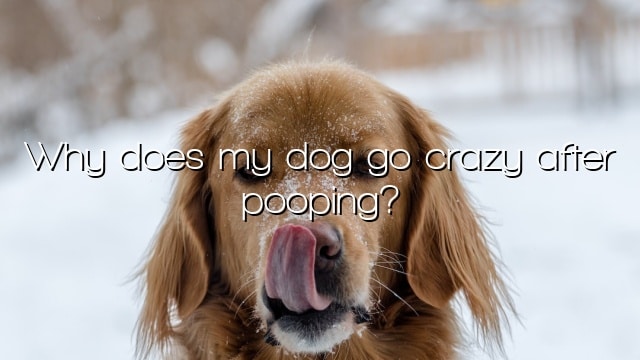 Why does my dog go crazy after pooping?