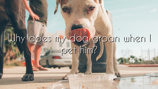 Why does my dog groan when I pet him?