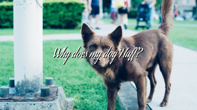 Why does my dog Huff?