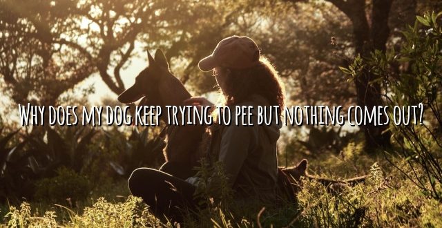 Why does my dog keep trying to pee but nothing comes out?