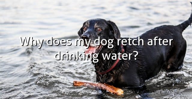 Why does my dog retch after drinking water?