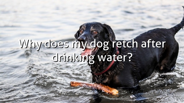 Why does my dog retch after drinking water?