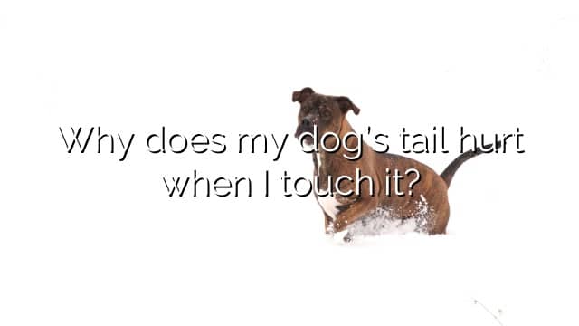 Why does my dog’s tail hurt when I touch it?