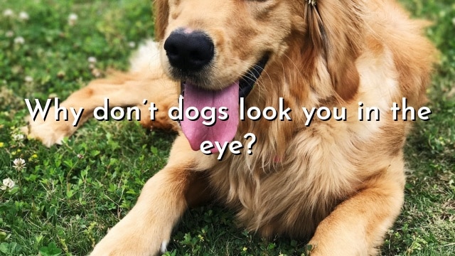 Why don’t dogs look you in the eye?
