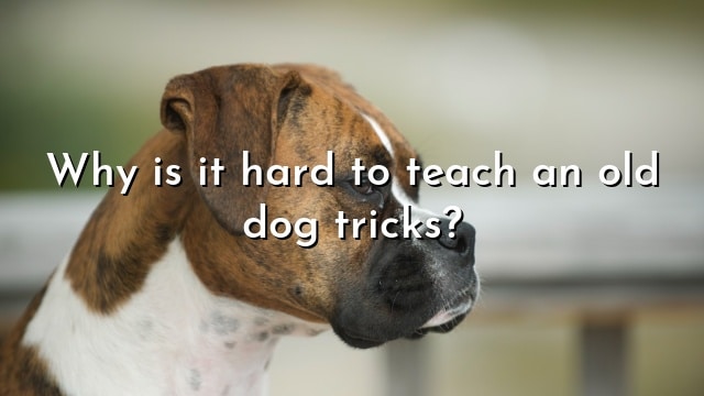 Why is it hard to teach an old dog tricks?