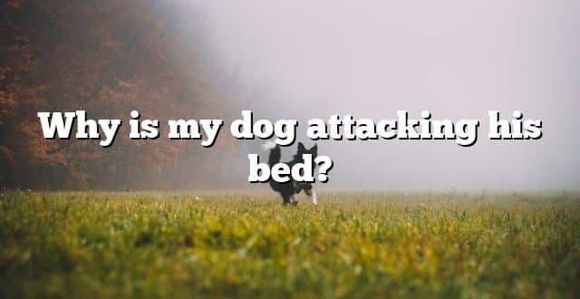 Why is my dog attacking his bed?