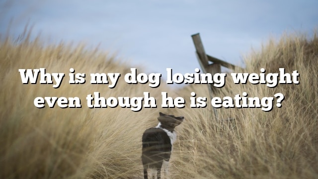 Why is my dog losing weight even though he is eating?