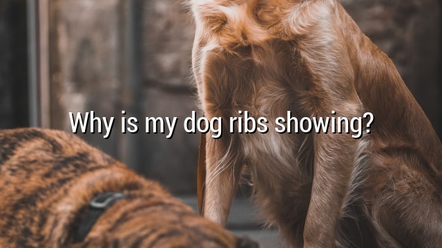 Why is my dog ribs showing?