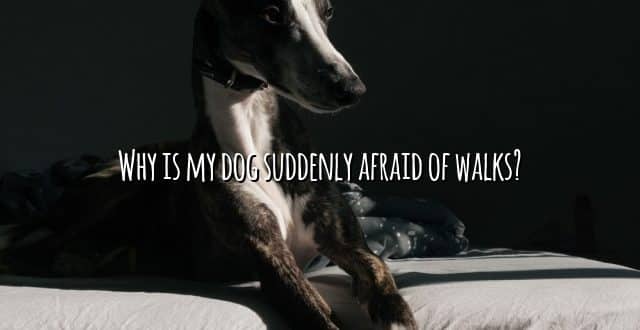 Why is my dog suddenly afraid of walks?