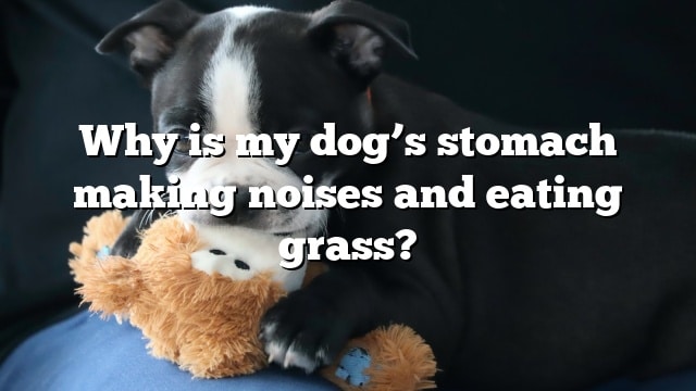 Why is my dog’s stomach making noises and eating grass?