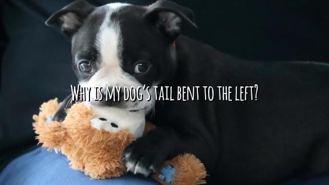 Why is my dog’s tail bent to the left?