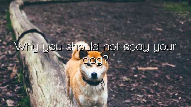 Why you should not spay your dog?