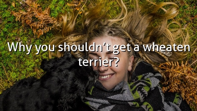 Why you shouldn’t get a wheaten terrier?