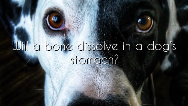 Will a bone dissolve in a dog’s stomach?