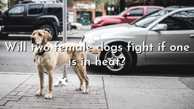 Will two female dogs fight if one is in heat?